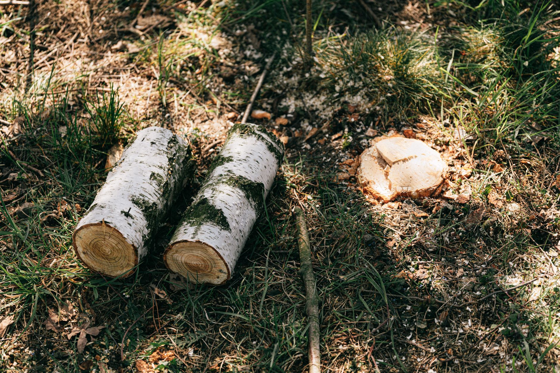 Tree Removal – Windcrest
