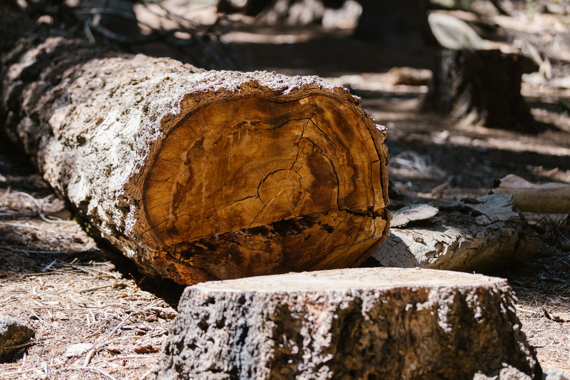 Crown Trimming – Windcrest