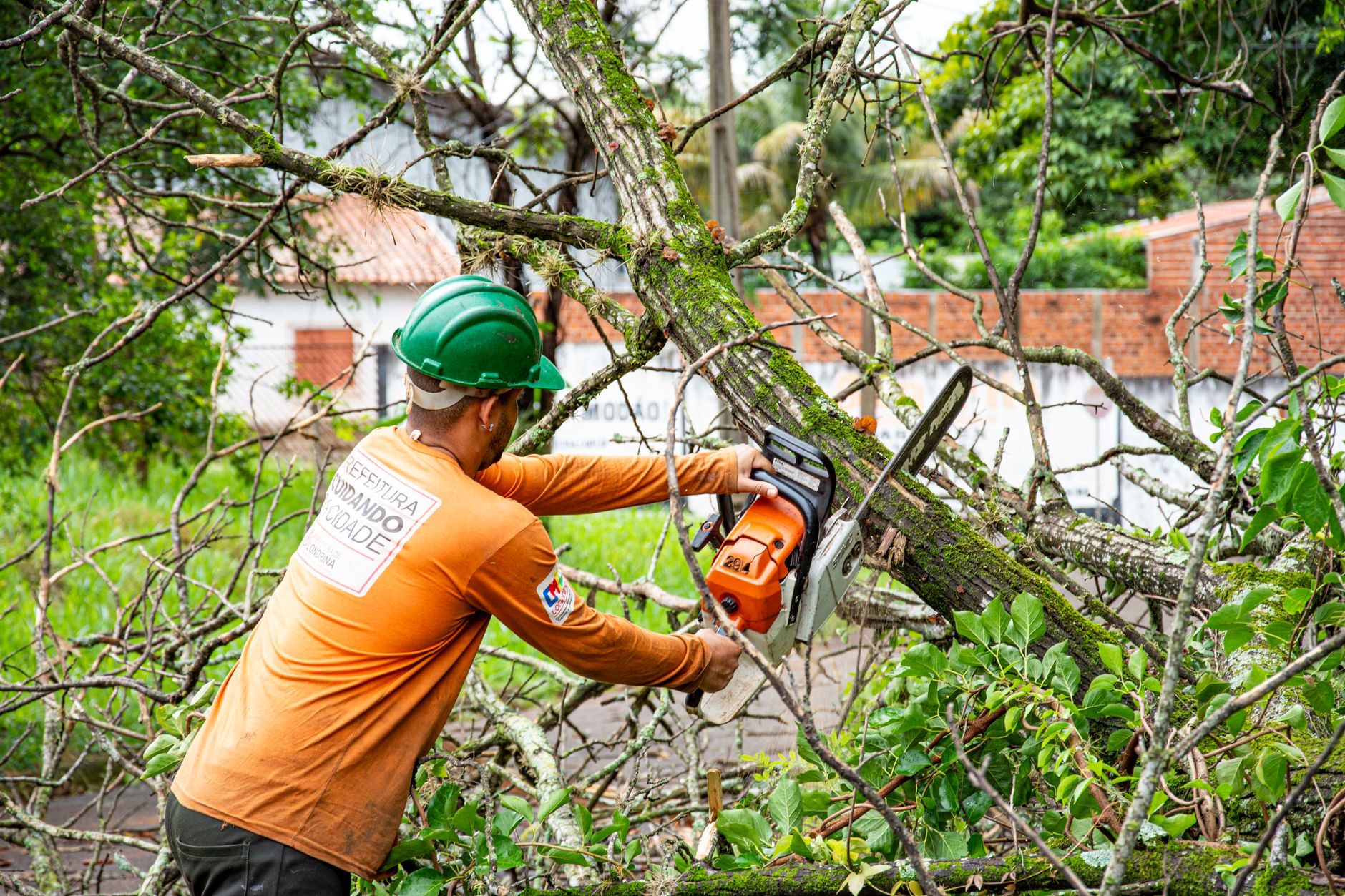 Stump Grinding – Windcrest