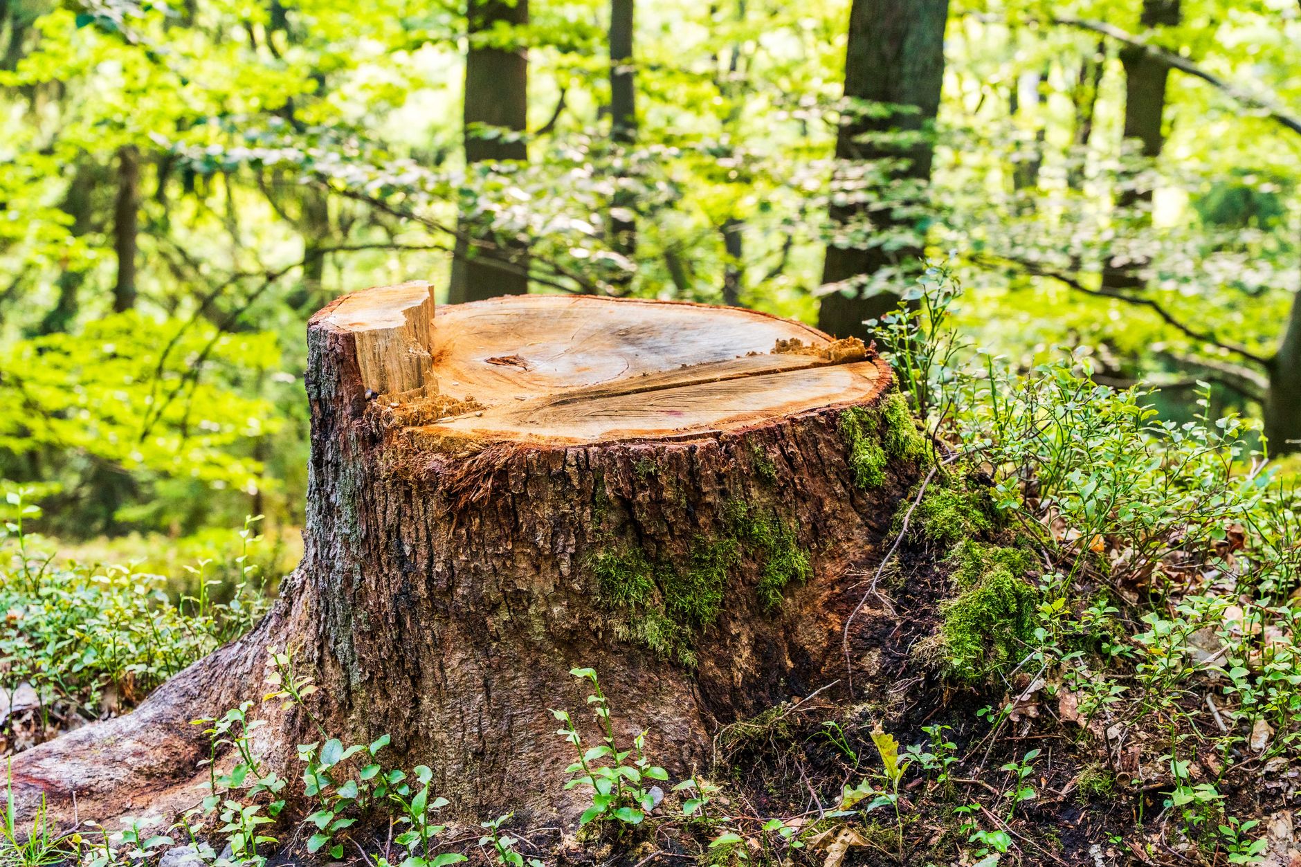 Storm Clean-Up – Windcrest
